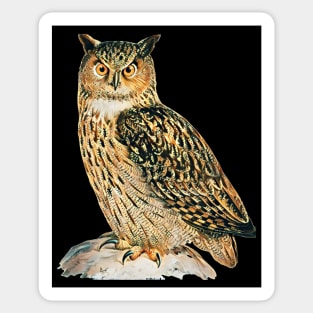 Owl - Woodland Themed Kids Room, Funny Gifts For Forester, Cute Animals Sticker